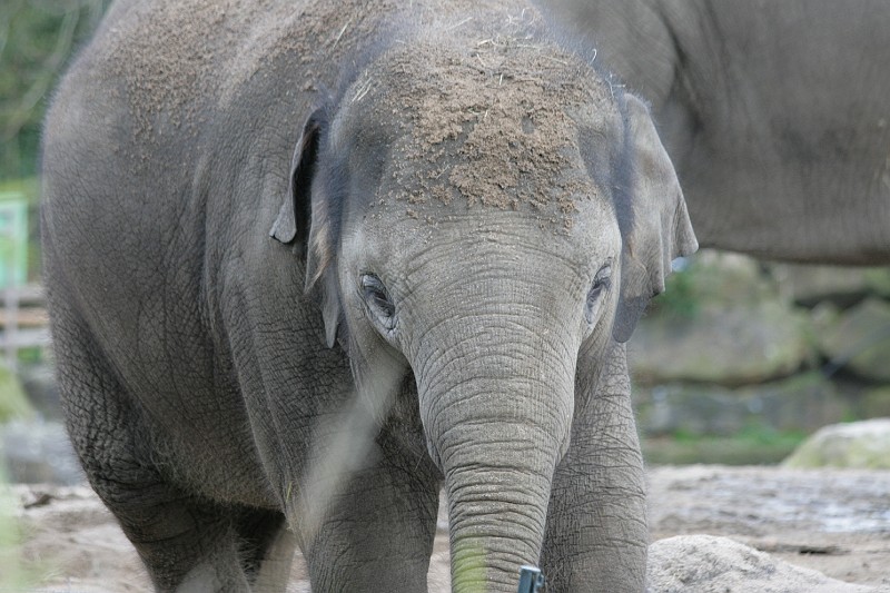 Fotoclubje Blijdorp 2008-29.jpg